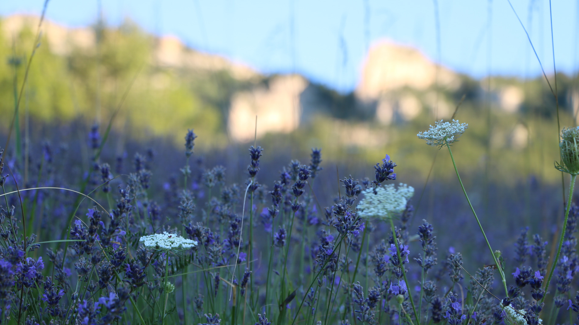 lavande fine vers le village de Bénevise au pied du Vercors