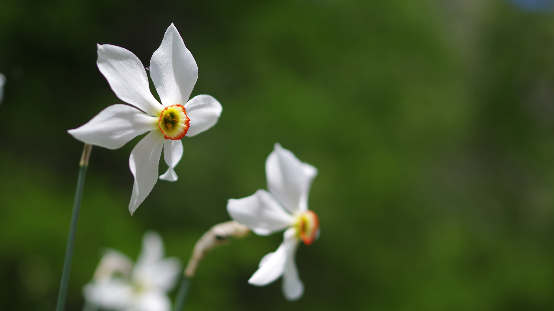 narcisses au printemps dans le Vercors
