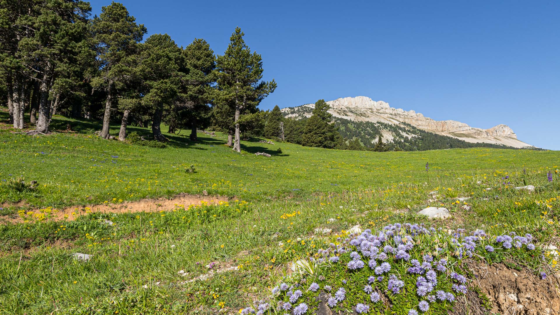 fleurs au printemps dans le vallon de Combeau, Vercors