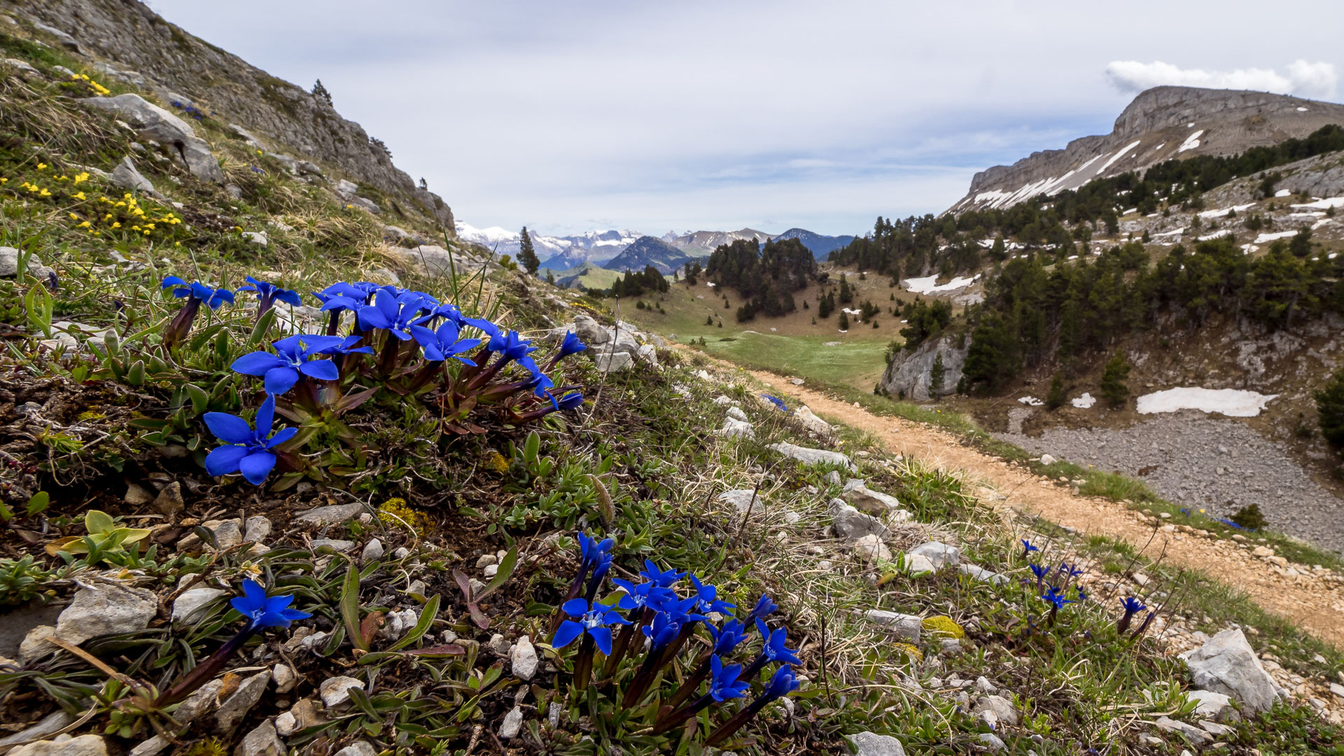 observation botanique, gentianes dans le vallon de Combeau