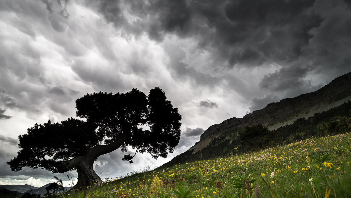 Silhouette d'arbre dans le vallon de Combeau