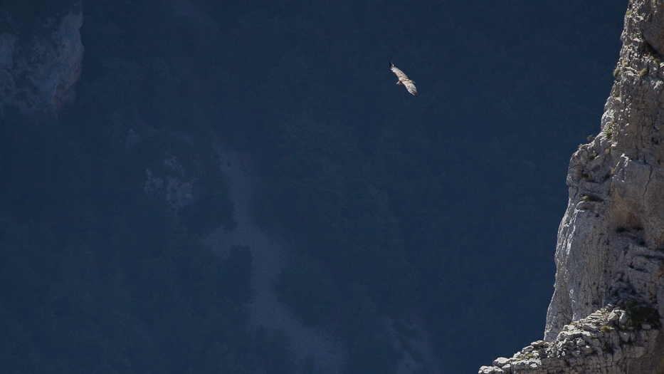 Vautour volant dans les falaises d'Archiane dans le Vercors