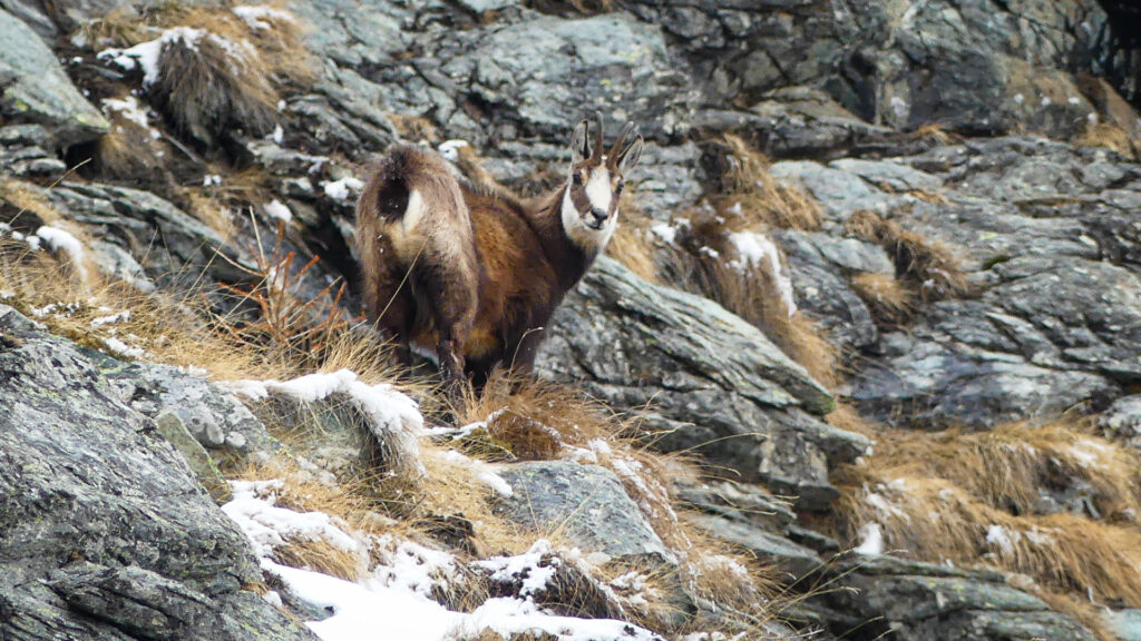 chamois dans des pentes herbeuses dans le Val d'Ayas