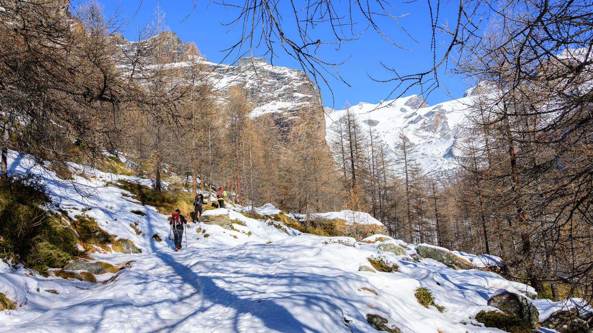 En raquettes dans les forêt de mélèzes dans le Val d'Aoste