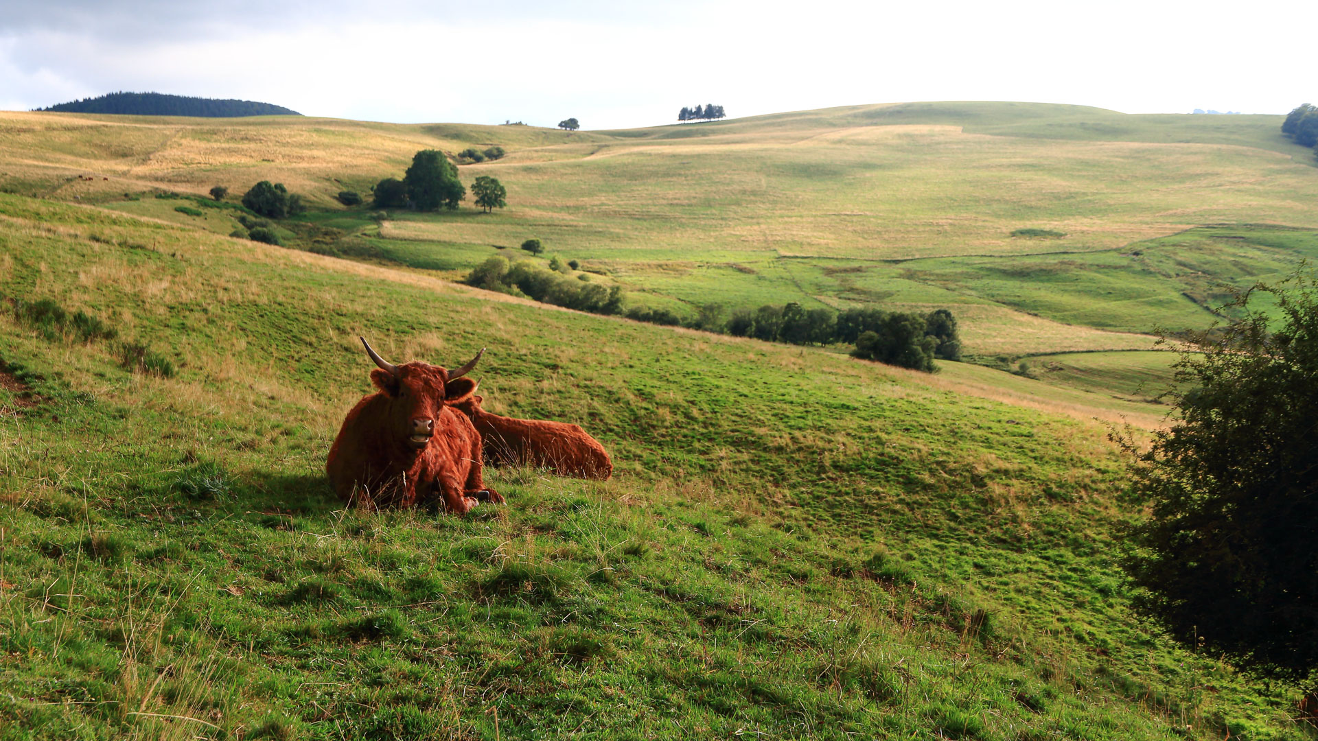 Le plateau du Cézallier en Auvergne