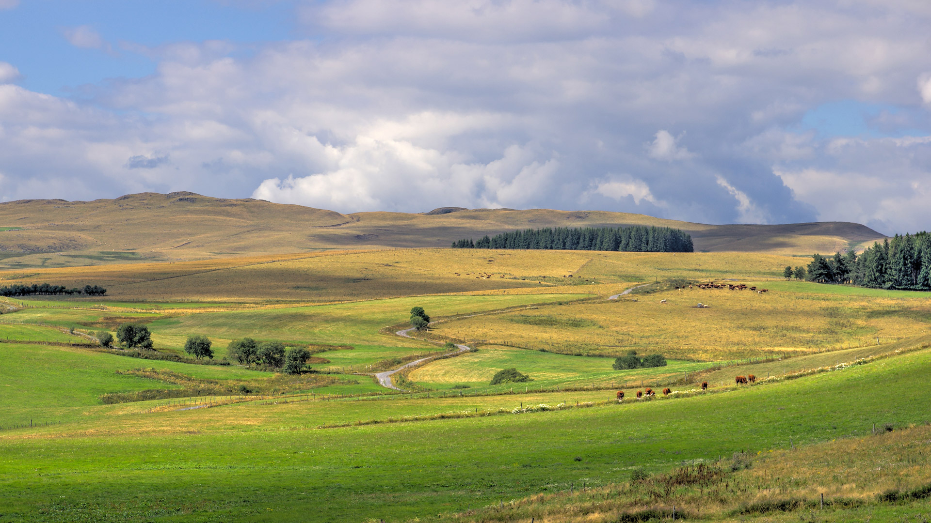 Vue sur le plateau du Cézallier près du village d'Allanche