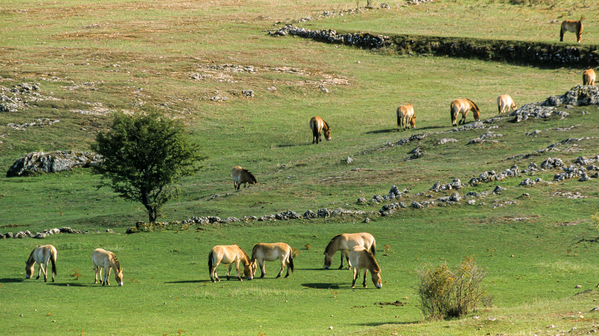 chevaux de Przewalski sur le Causse Méjean