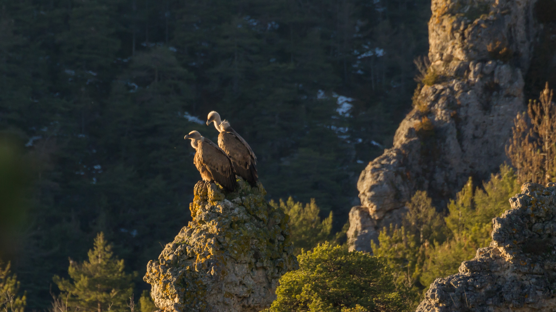 Vautours en fin de journée dans les gorges de la Jonte