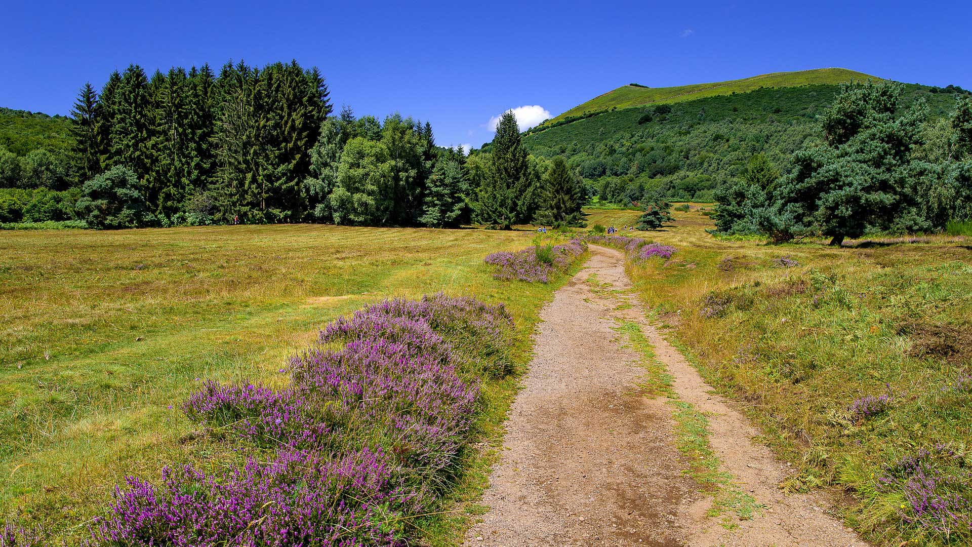 paysage fleurie de bruyères et volcan à l'horizon en Auvergne