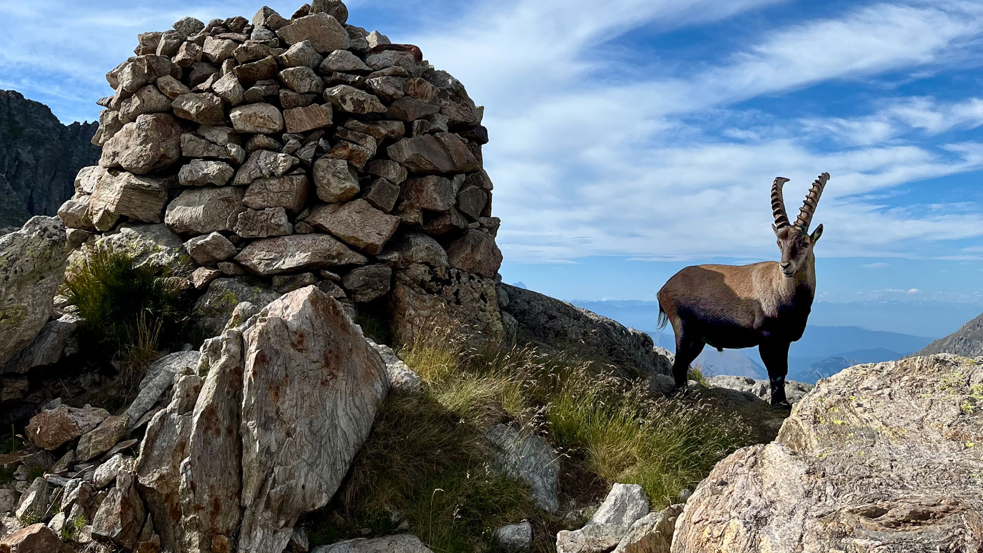 Bouquetin sur un col dans le parc National du Mercantour
