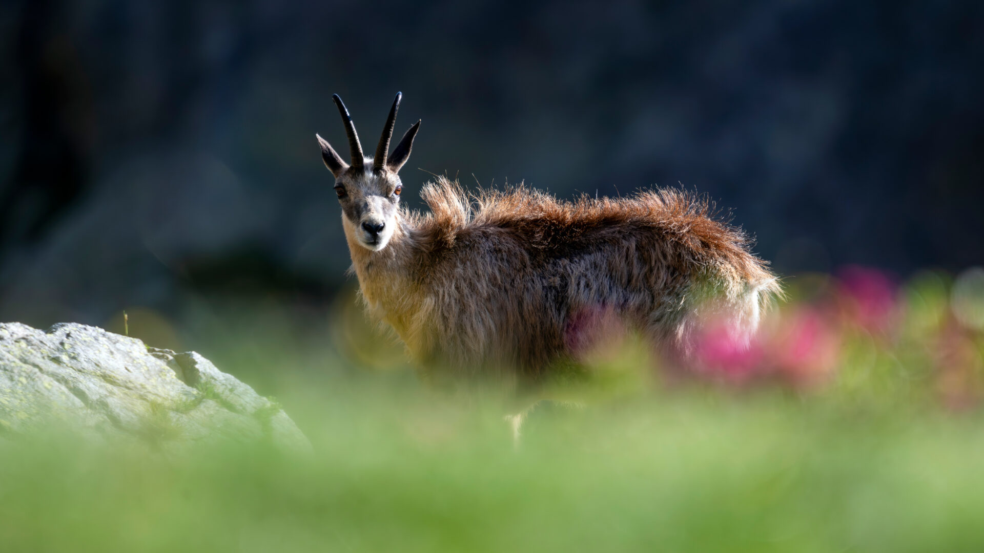 Chamois dans le Parc National du Mercantour