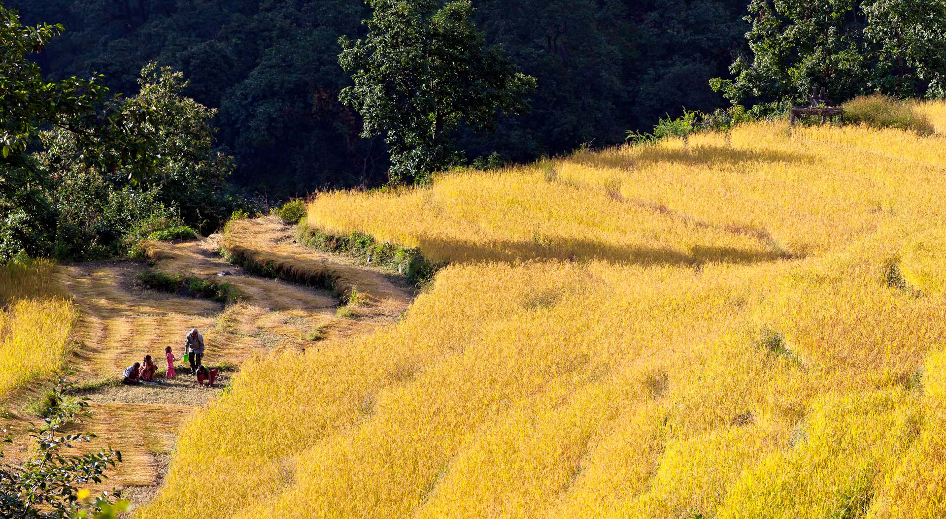 Récolte dans la région des Annapurnas au Népal