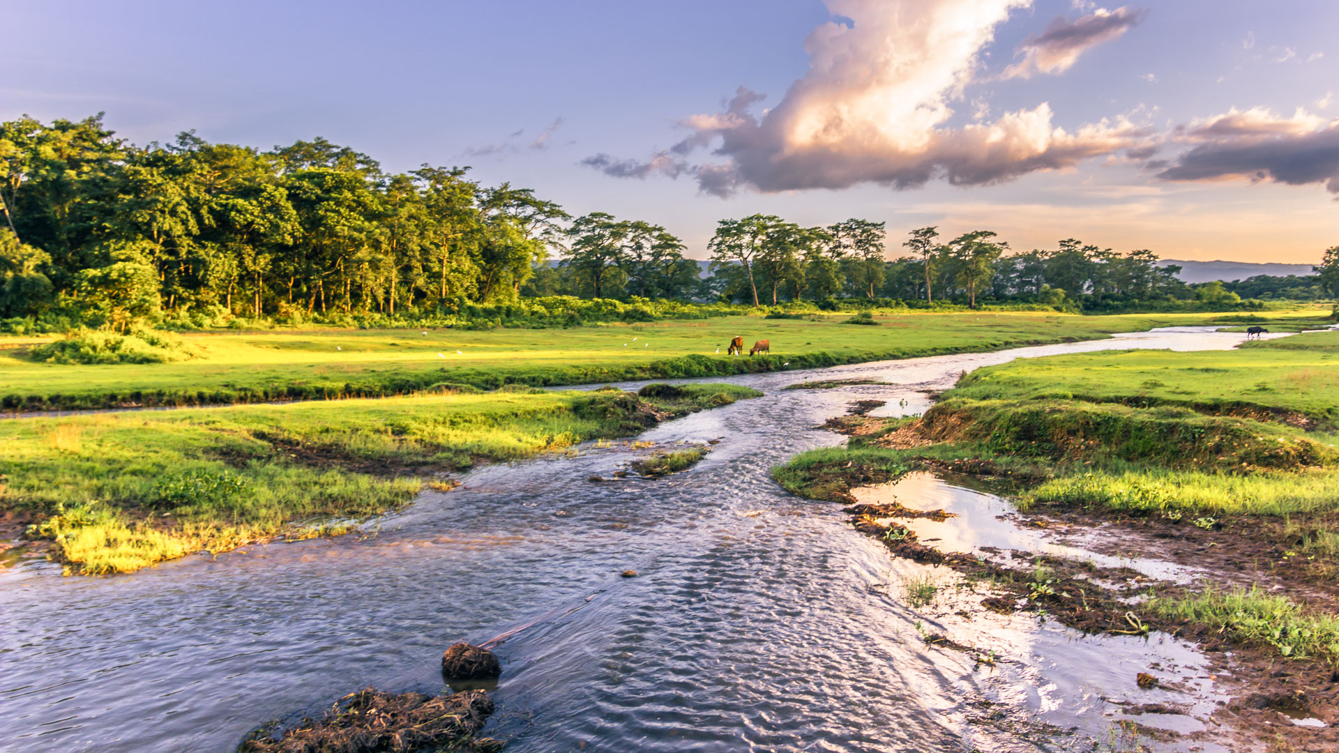 paysage du parc National de Chitwan au Népal