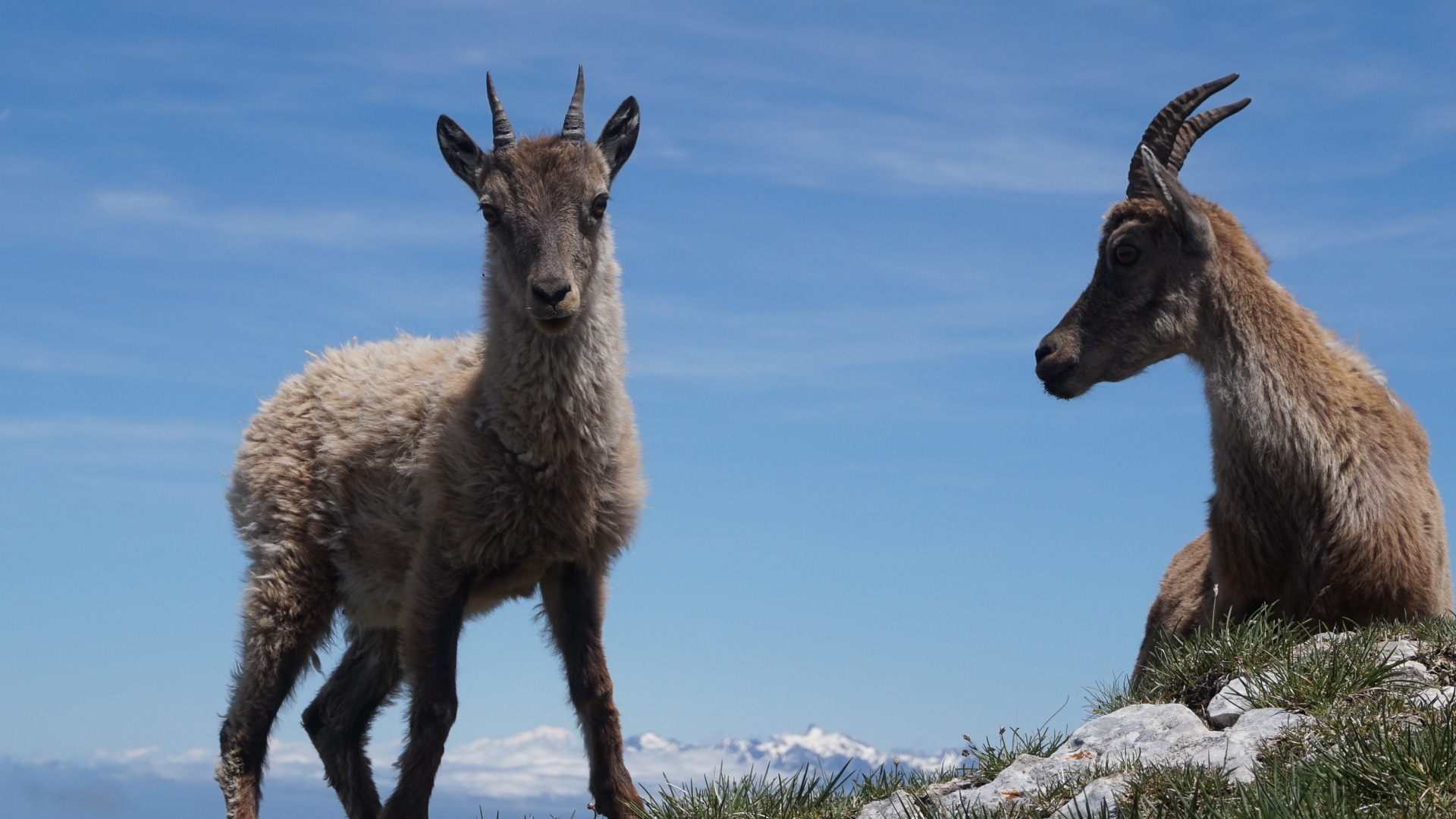 jeune bouquetin dans le Vercors