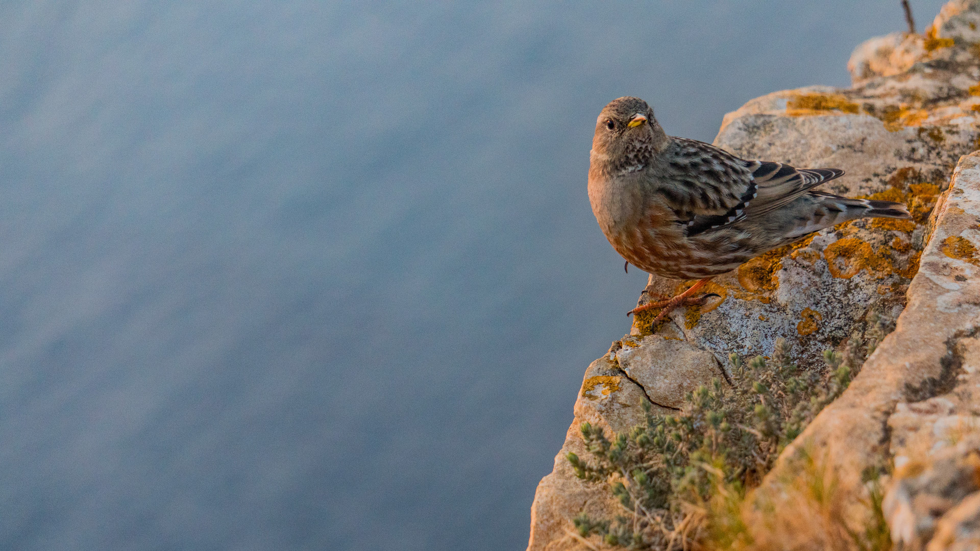 Oiseau perché dans les Calanques