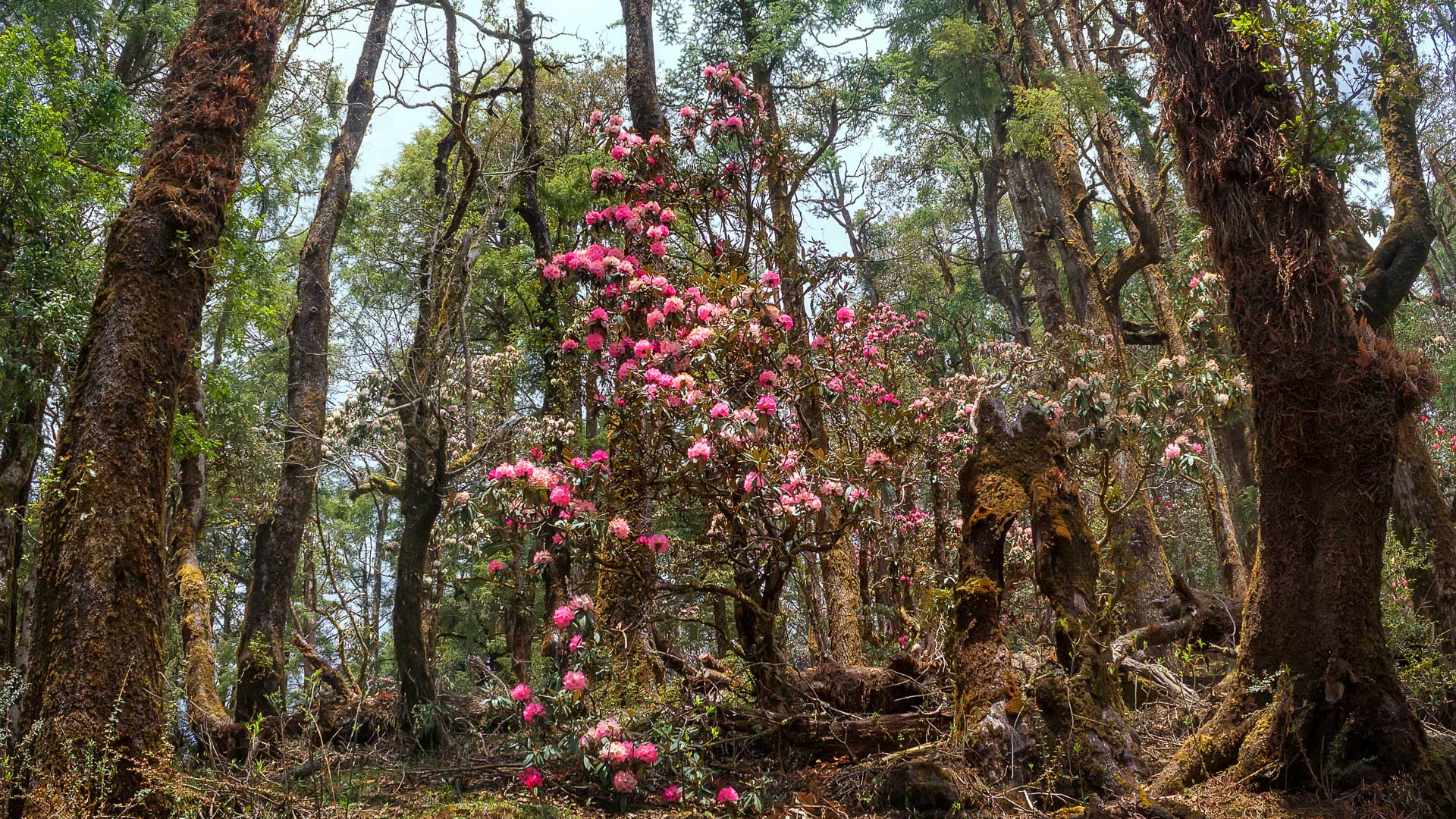 Rhododendrons en fleur au printemps sur le trek du Langtang au Népal