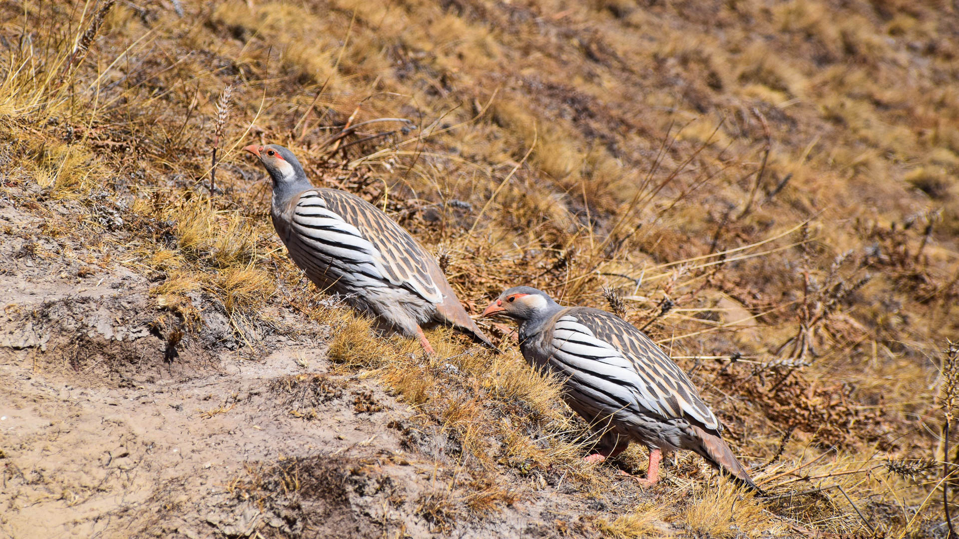 Perdrix dans le parc national du Langtang au Népal