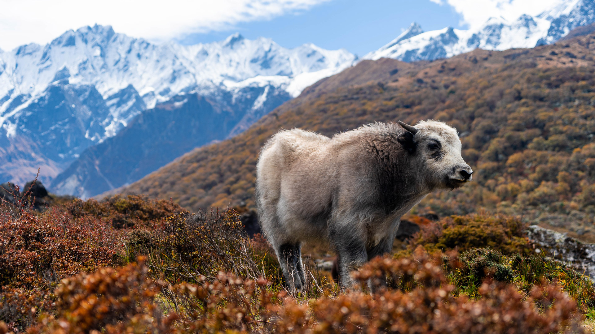 Bébé yak dans le massif du Langtang