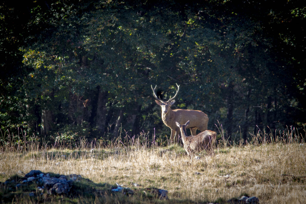 Un cerf et sa biche dans une clairière de la forêt d'Ambel