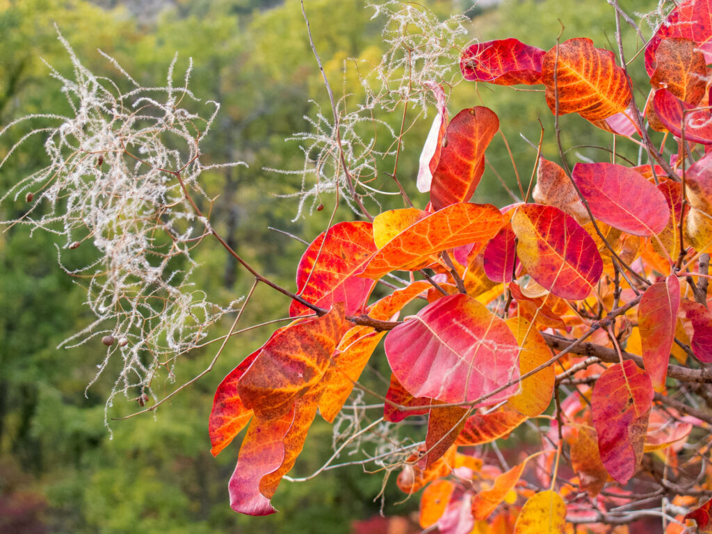 Feuillage d'automne aux teintes flamboyantes et graminées dorées