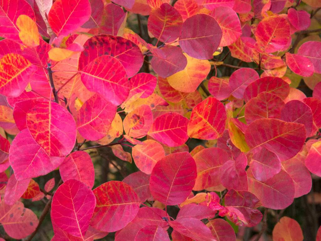 Feuillage d'automne aux teintes flamboyantes
