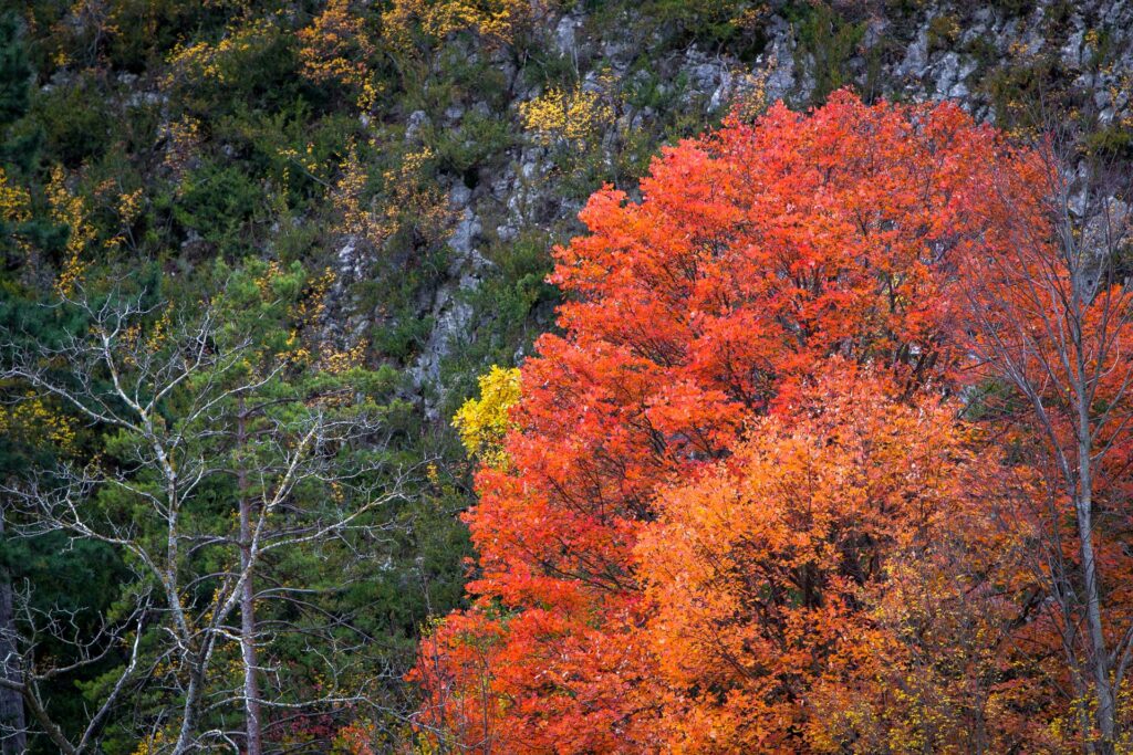 Arbre flamboyant dans les Gorges des Gâts au pied du Vercors