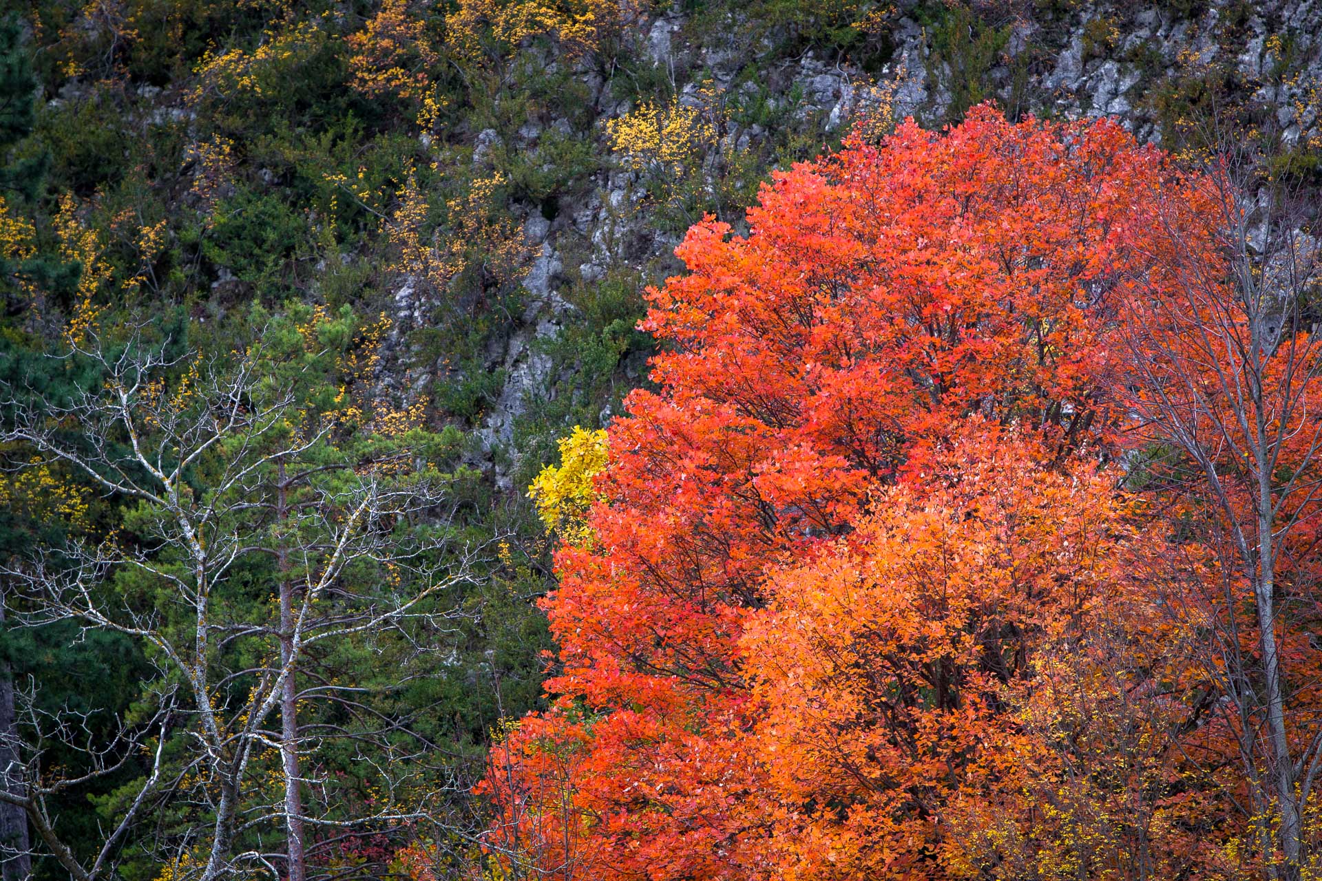 Arbre flamboyant dans les Gorges des Gâts au pied du Vercors